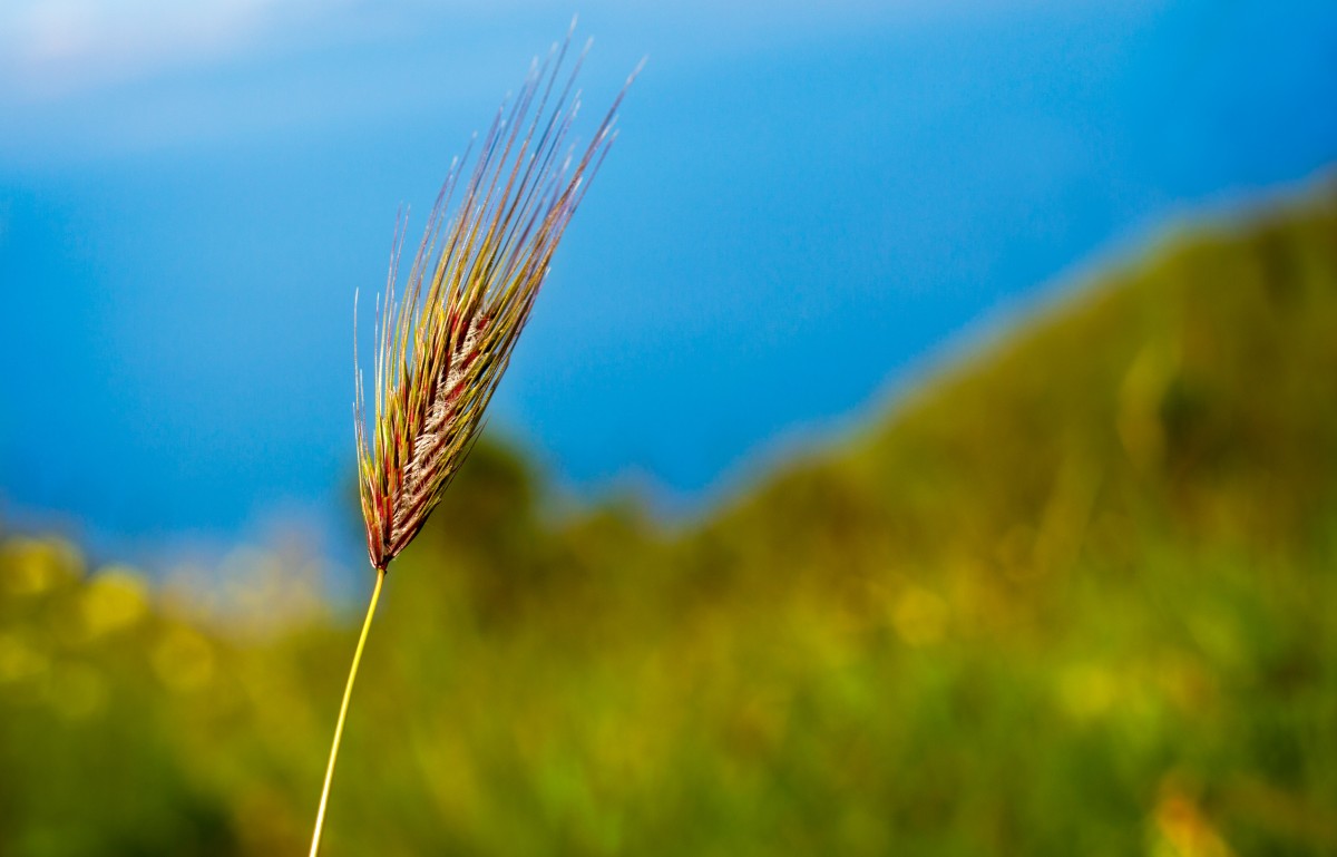 field_corn_agriculture_summer_nature_plant_crop_rural-640396.jpg!d