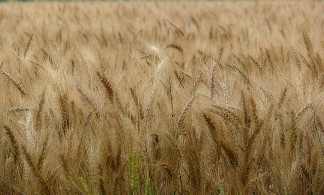 4730176917_166d7355a8_z