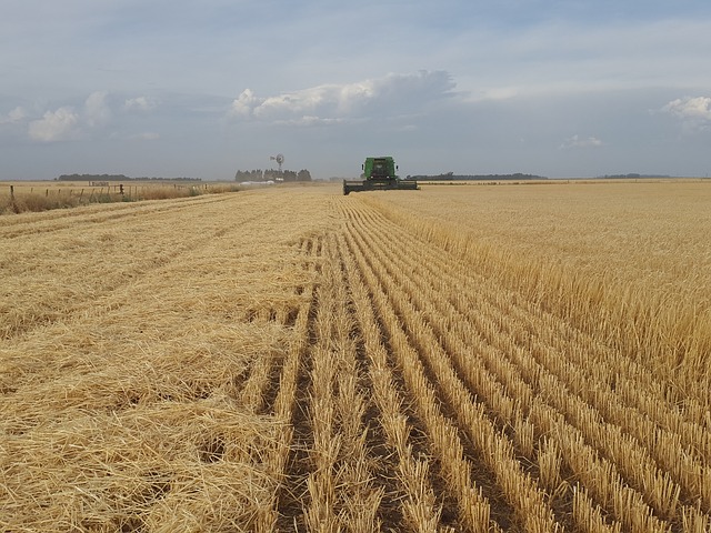 field-2468835_640