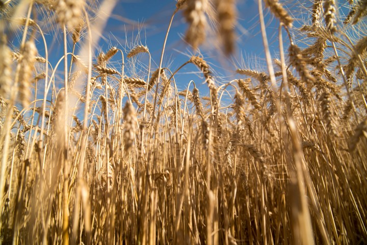 Cosecha de trigo Las Flores