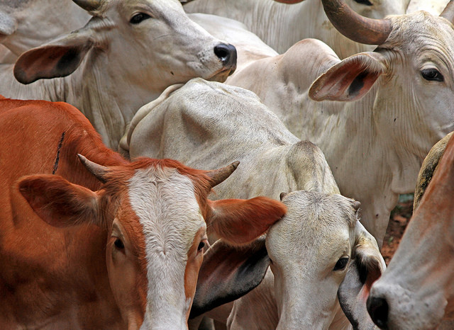 20204837634_532eb16efb_z