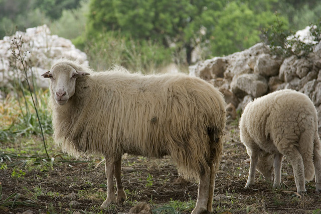 2464076855_031600d85d_z