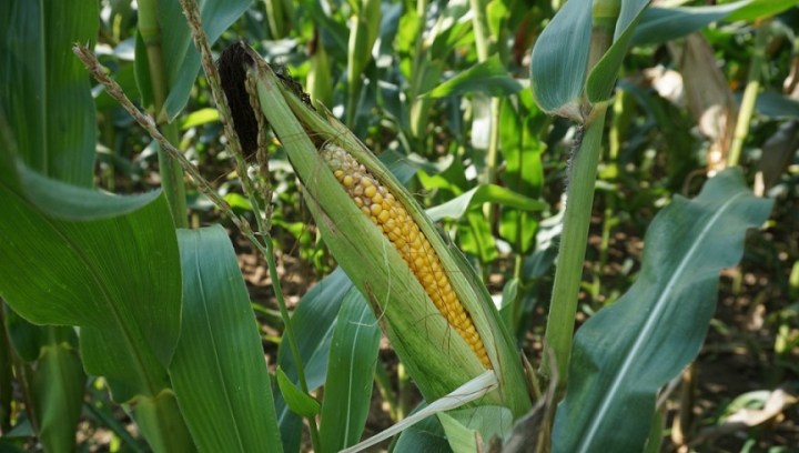 corn_cornfield_ripe_harvest_corn_on_the_cob_cultivation_agriculture_green-861311