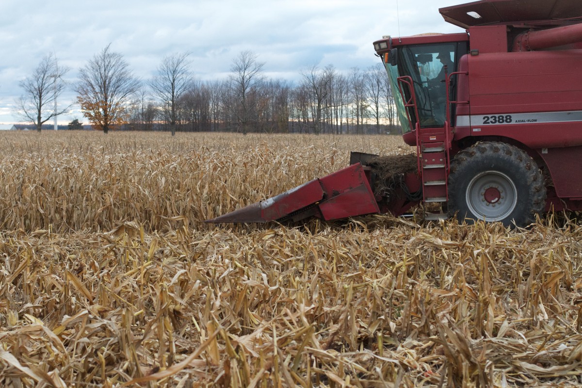 corn-436191