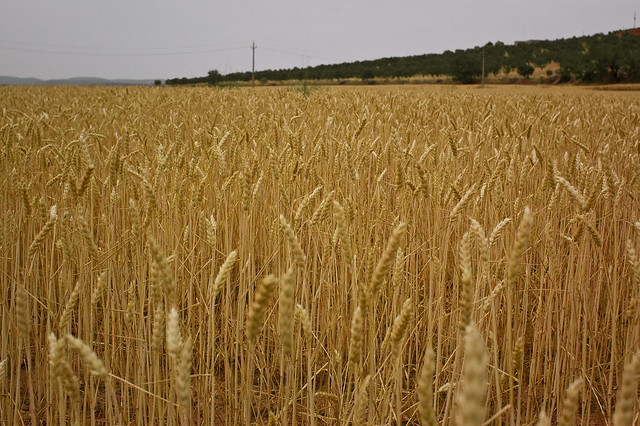 3630728290_5c7700db0a_z