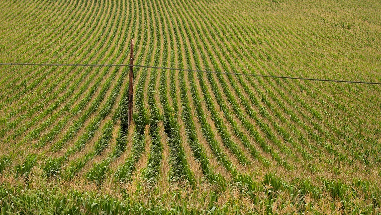 Campo de maiz
