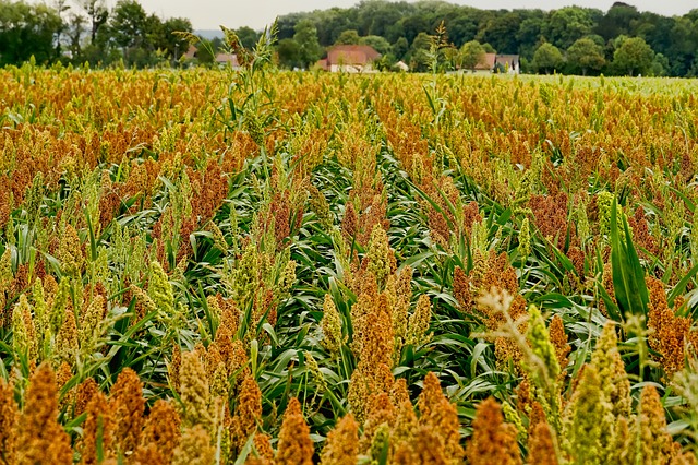 field-3624849_640