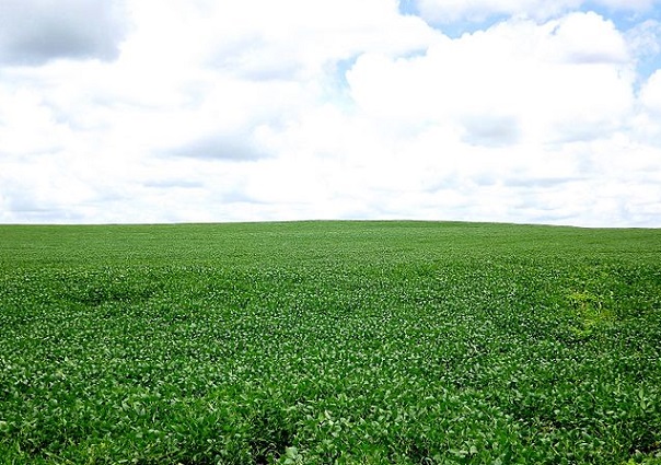Lavoura_de_soja._Papel_de_parede_do_Windows._Fazenda_Curralinho_em_Paracatu_MG._-_panoramio