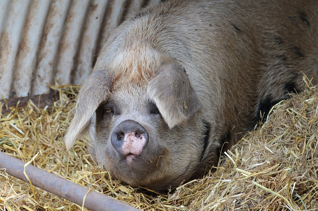 pig-1805353_640