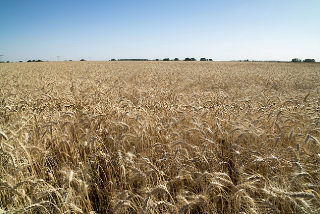 Cosecha de trigo Las Flores