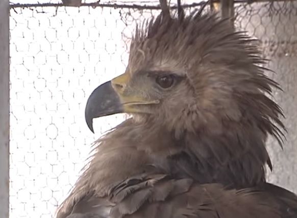 AGUILA