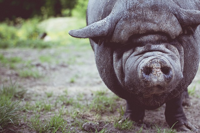 pig-1246584_640