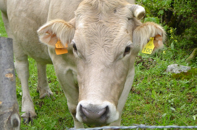 3817612570_574514266b_z