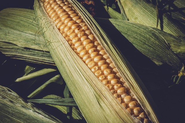 sweet-corn-3705687_640