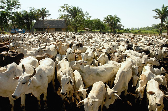 Amazon Crossing Livestock Holiday Cows Bolivia