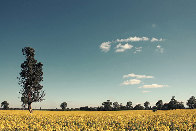 15510512205_b69255d045_z