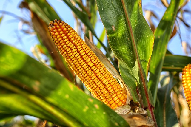 corn-on-the-cob-2083529_640