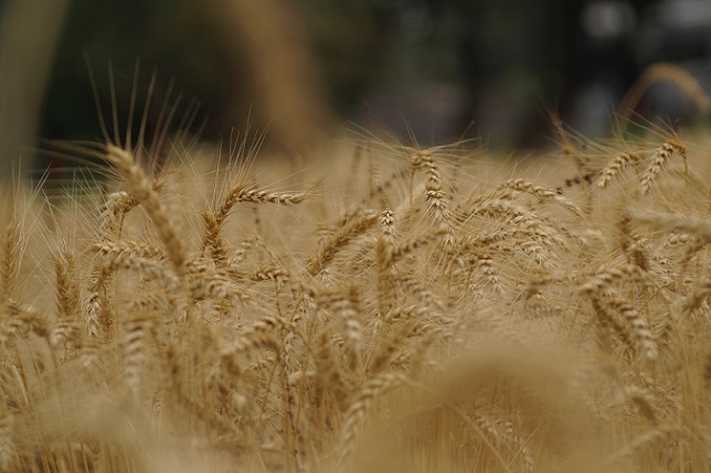 hd-wallpaper-nature-plant-1121305