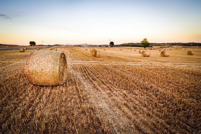 wheat_field_agriculture_harvest_hay-182528