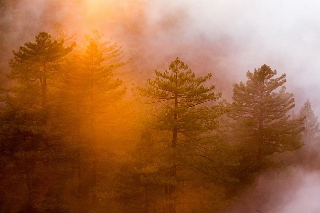 forest-fire