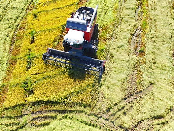 crop-rice-harvester-massey-ferguson