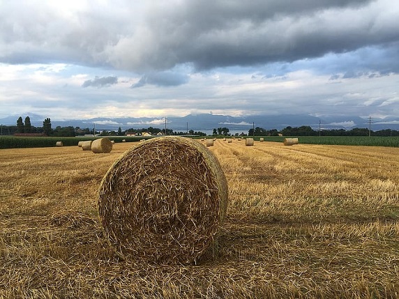 rolle-wheat-rural-agricultural-harvest-nature-agriculture-golden-bread