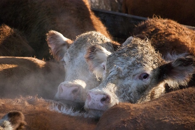 50375802637_b4cf4e7eac_c