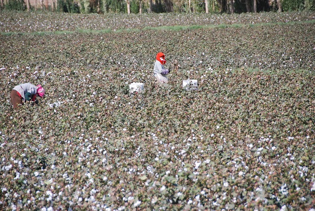 50375802637_b4cf4e7eac_c