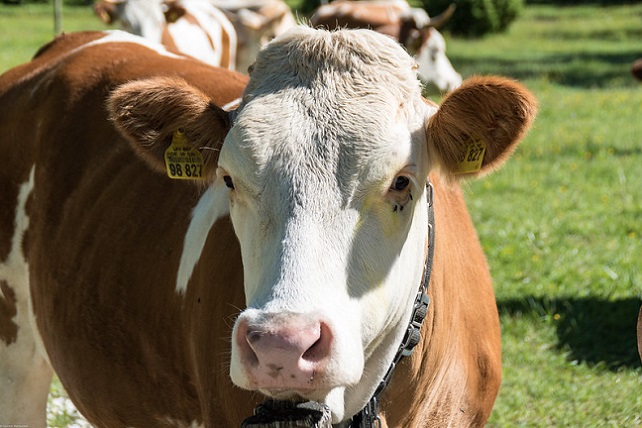 50375802637_b4cf4e7eac_c