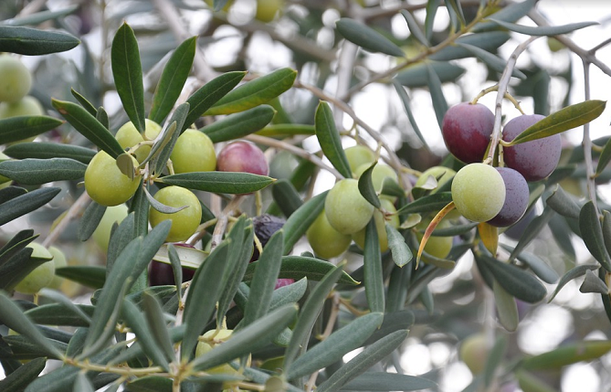 50375802637_b4cf4e7eac_c