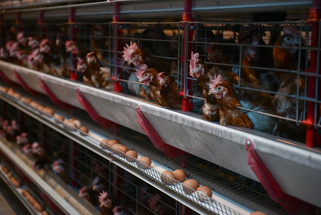 50375802637_b4cf4e7eac_c