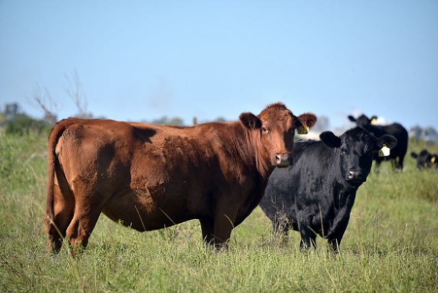 50375802637_b4cf4e7eac_c