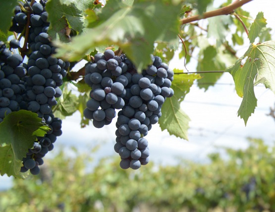 50375802637_b4cf4e7eac_c