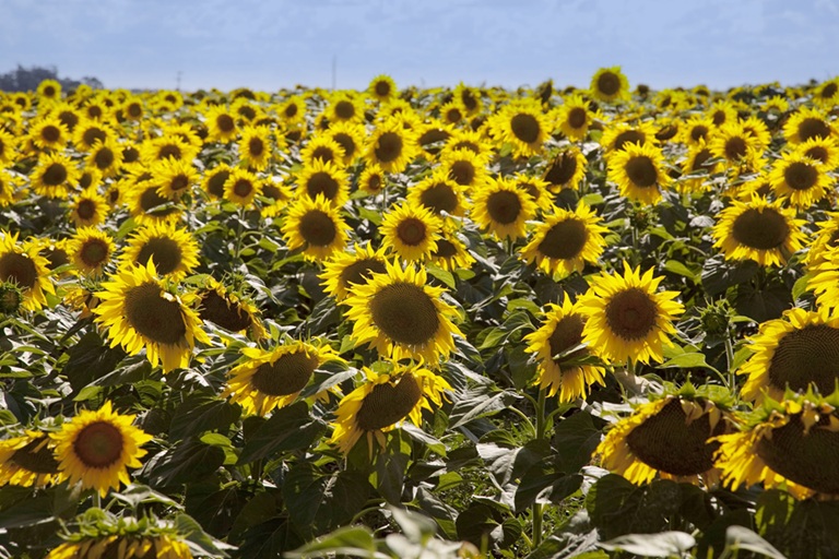 50375802637_b4cf4e7eac_c