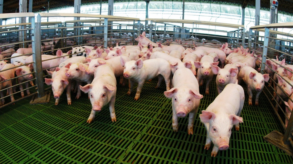 50375802637_b4cf4e7eac_c