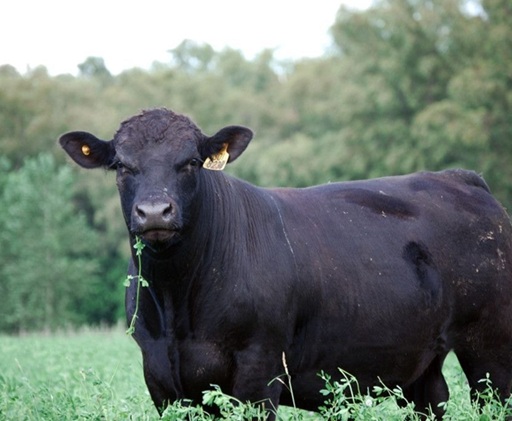 Línea de créditos del BICE para el&nbsp;campo